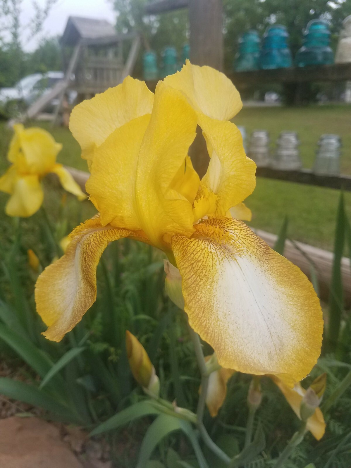 5x MIXED VARIETIES/COLORS BEARDED IRIS BULBS RHIZOMES