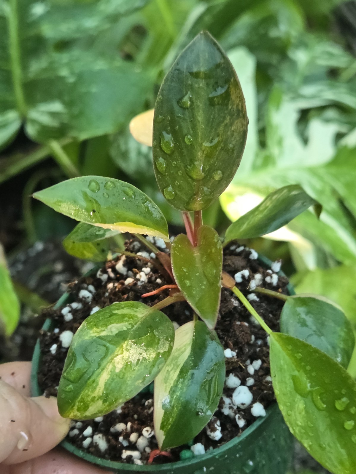 Philodendron Red Congo Variegated 3″in Pot Rare plant, Grower choice