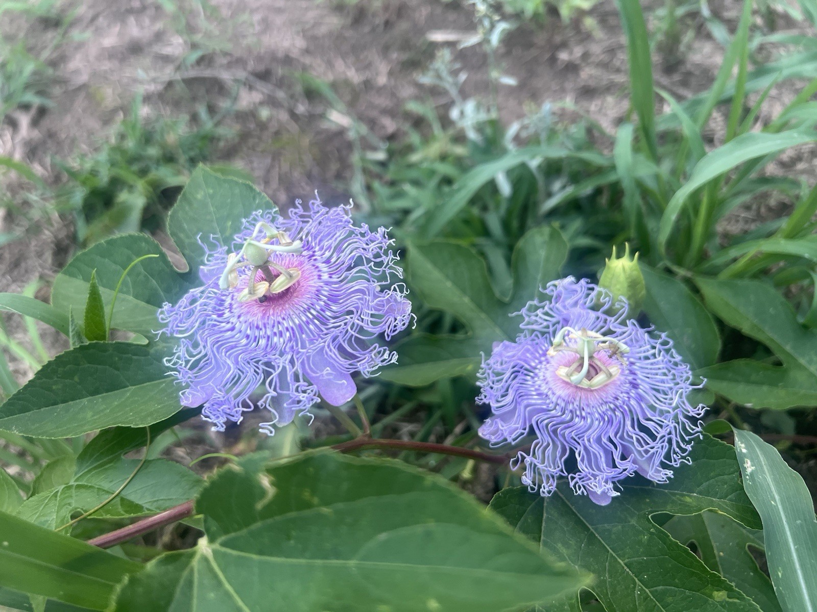Maypop Passion Flower Plant Passiflora Incarnata, Live, 6-8 Inch Height, 4″ Pot