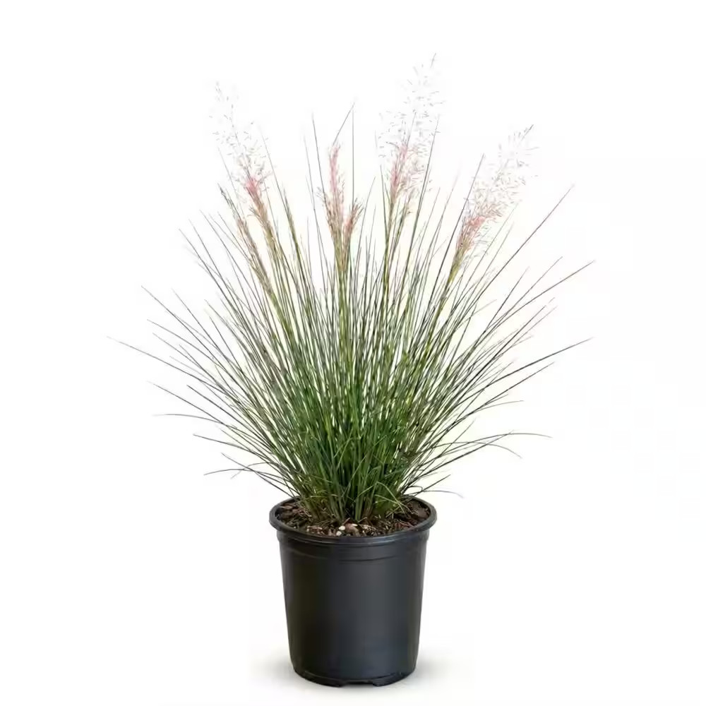 Pink Muhly Grass (Muhlenbergia Capillaris) (2.5 qt.)