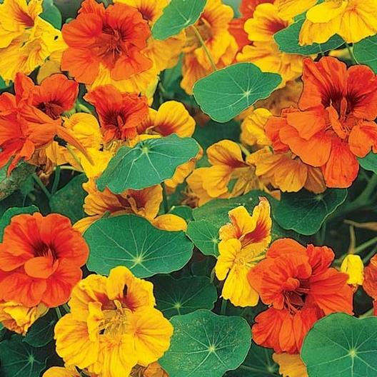 Nasturtium DWARF TOM THUMB MIX Pollinator Attractor Edible Non-GMO 25 Seeds!