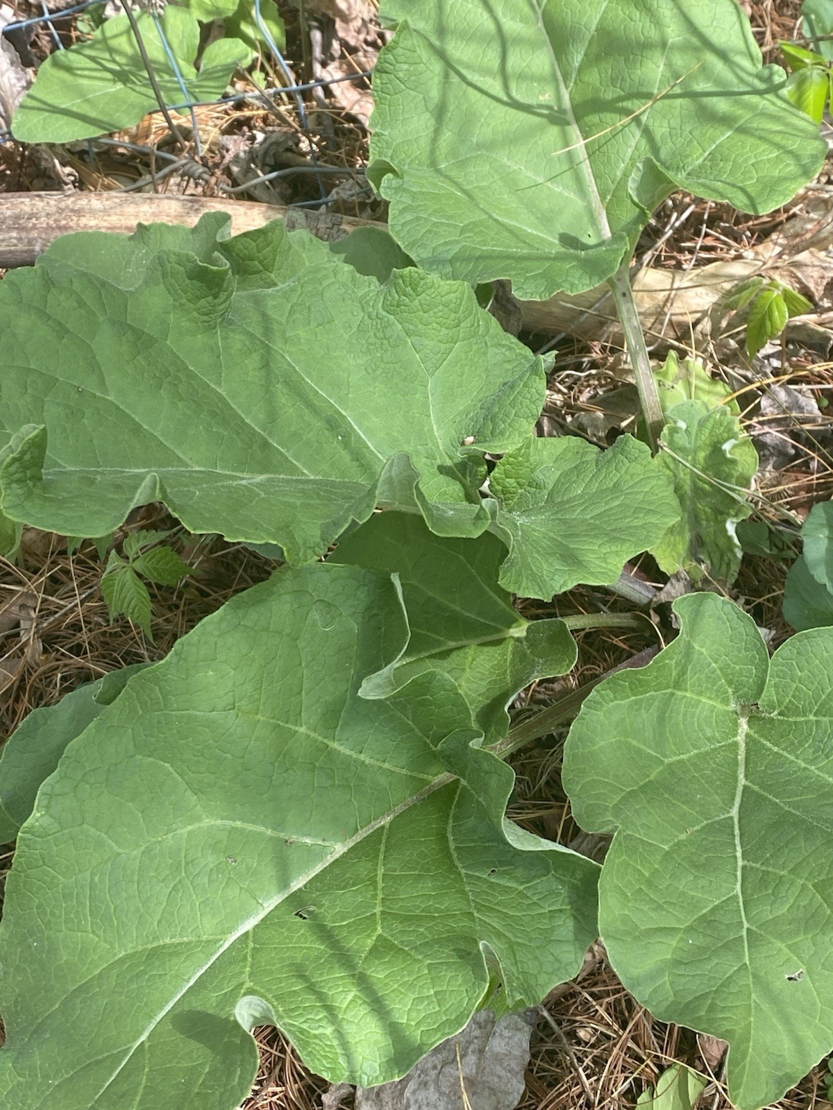 Burdock root (Arctium lappa) 2 Bulbs,Roots Edible Plus More Benefits