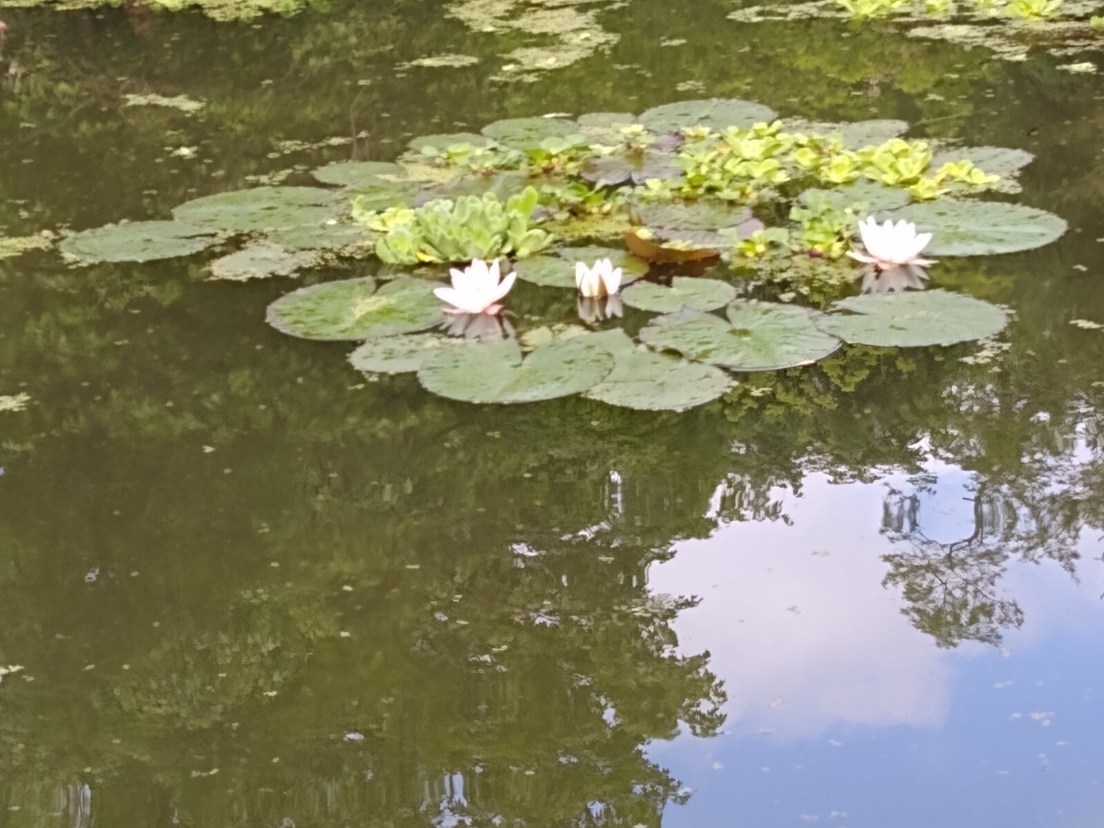 “50” HELEN’S WATER HYACINTH,KOI,POND,PLANT,ORGANIC,GROWN