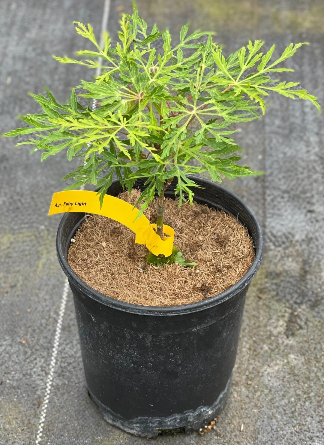 Acer japonicum ‘Fairy Lights’ (Fairy Lights Japanese Maple) one-gallon