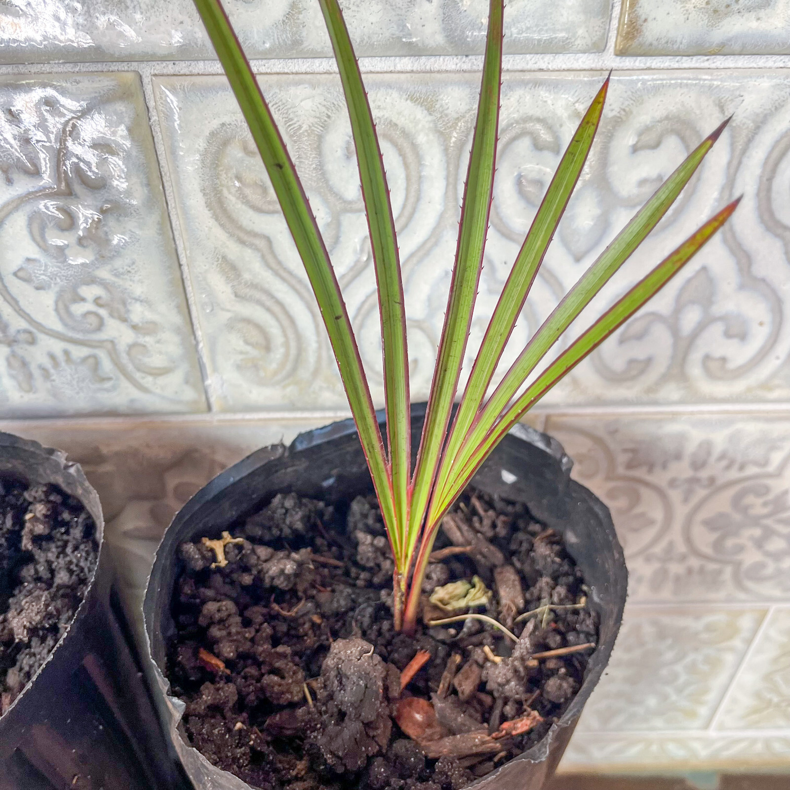 🌴 Latania Palm Seedlings- 6″-10″ Tall – FREE Shipping – Add to your collection!