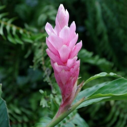 🌺🌺 Arabic Ginger Alpinia purpurata flower plant root rhizome fast grow GR3-4OZ