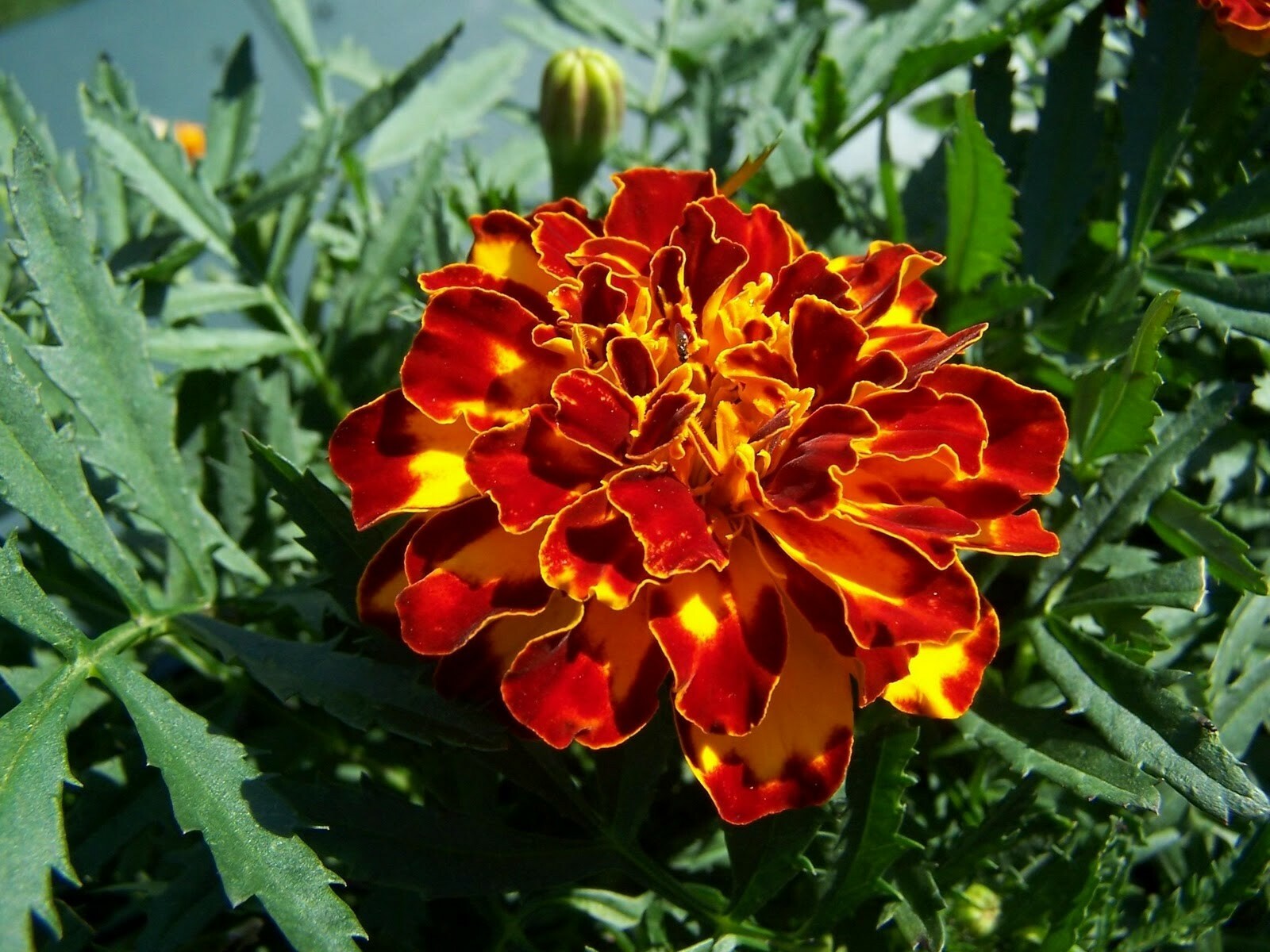 MARIGOLD, FRENCH BROCADE 200 Seeds, 0.4 Gram Heirloom OPEN POLLINATED,