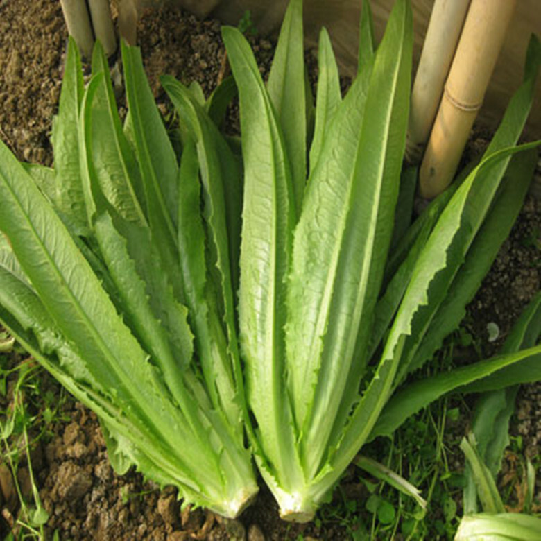 RARE✿ Heirloom You Mai Choy/Yau Mak Choi/Phoenix Tail Lettuce 50+ Seeds
