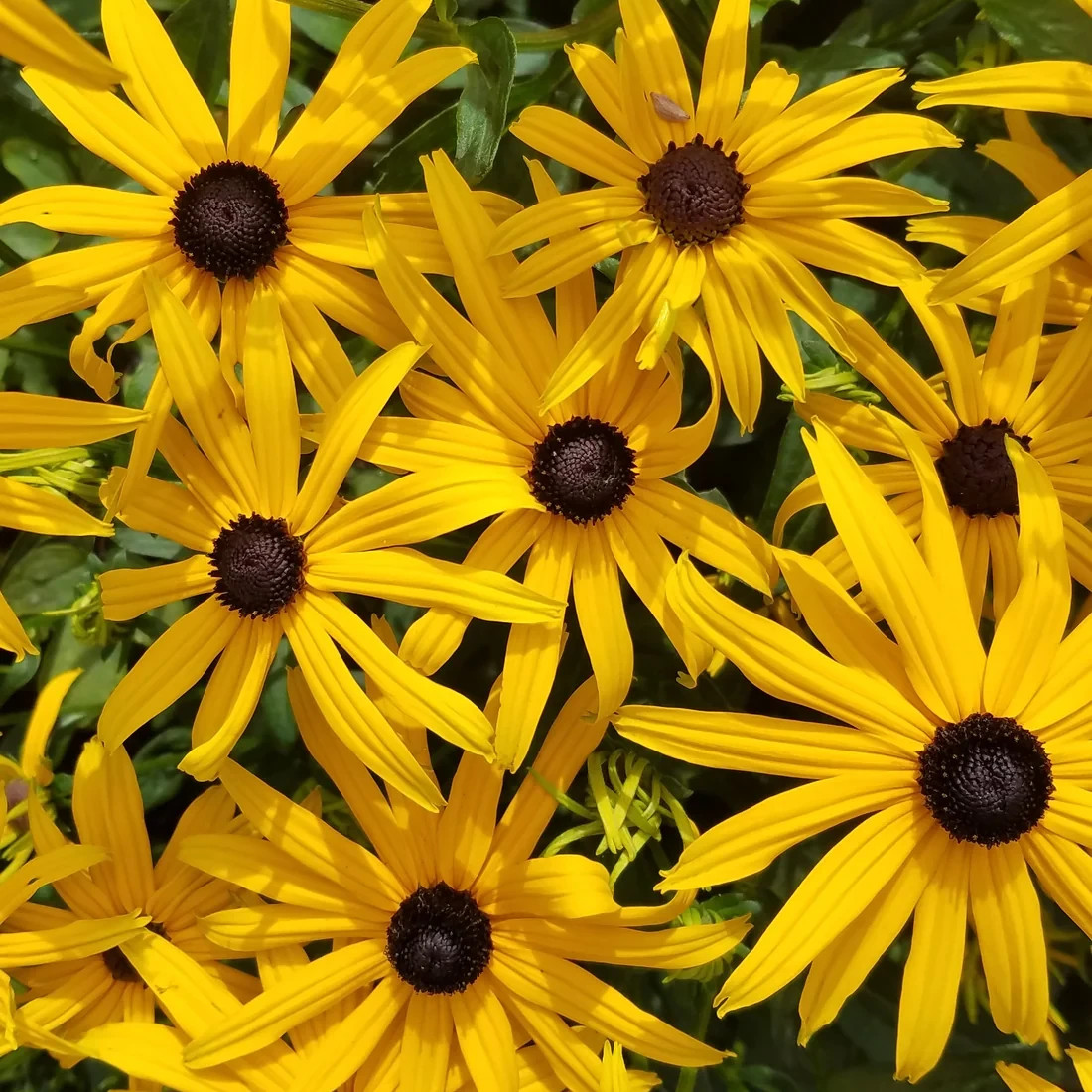 1000+ Black Eye Susan Seeds Rudbeckia
