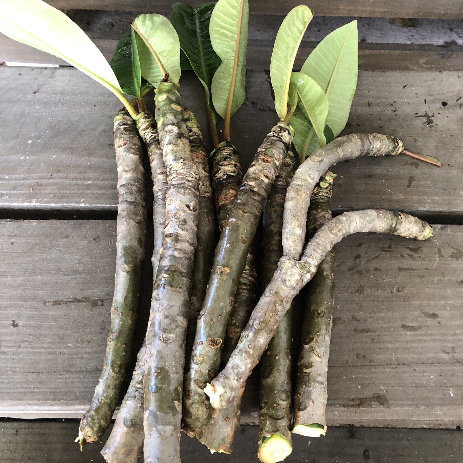 Plumeria Cutting 1 Single 8-12” White Pink Yellow Tricolor Tropical Rainbow