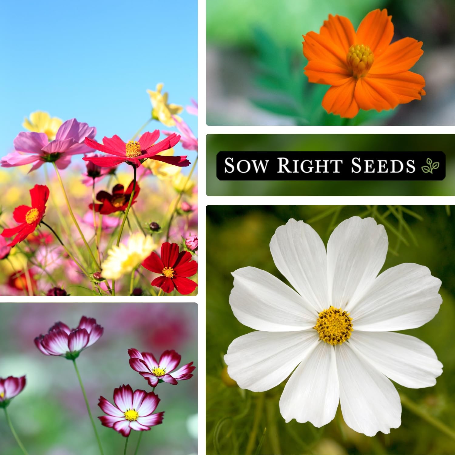 Sow Right Seeds – Bulk Crazy Cosmos Mix Seeds for Planting – 2 Ounce, 8500 Seeds
