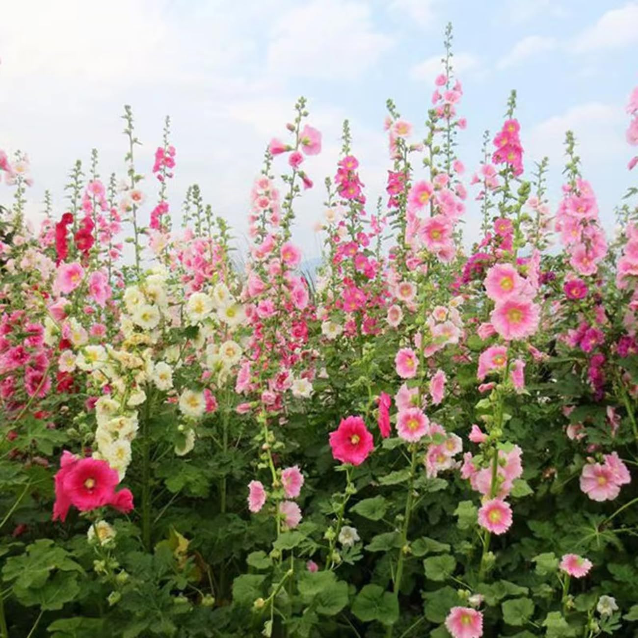350+ Hollyhock Seeds Carnival Mix Giant Mallow Double Hollyhock Flowers Seed Per