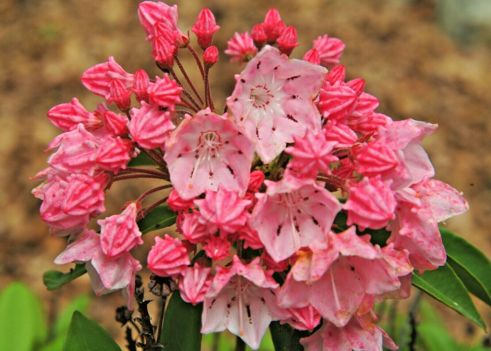 25 MOUNTAIN LAUREL SEEDS – Kalmia latifolia