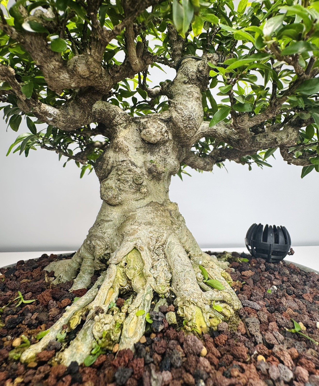 Water jasmine bonsai (M)