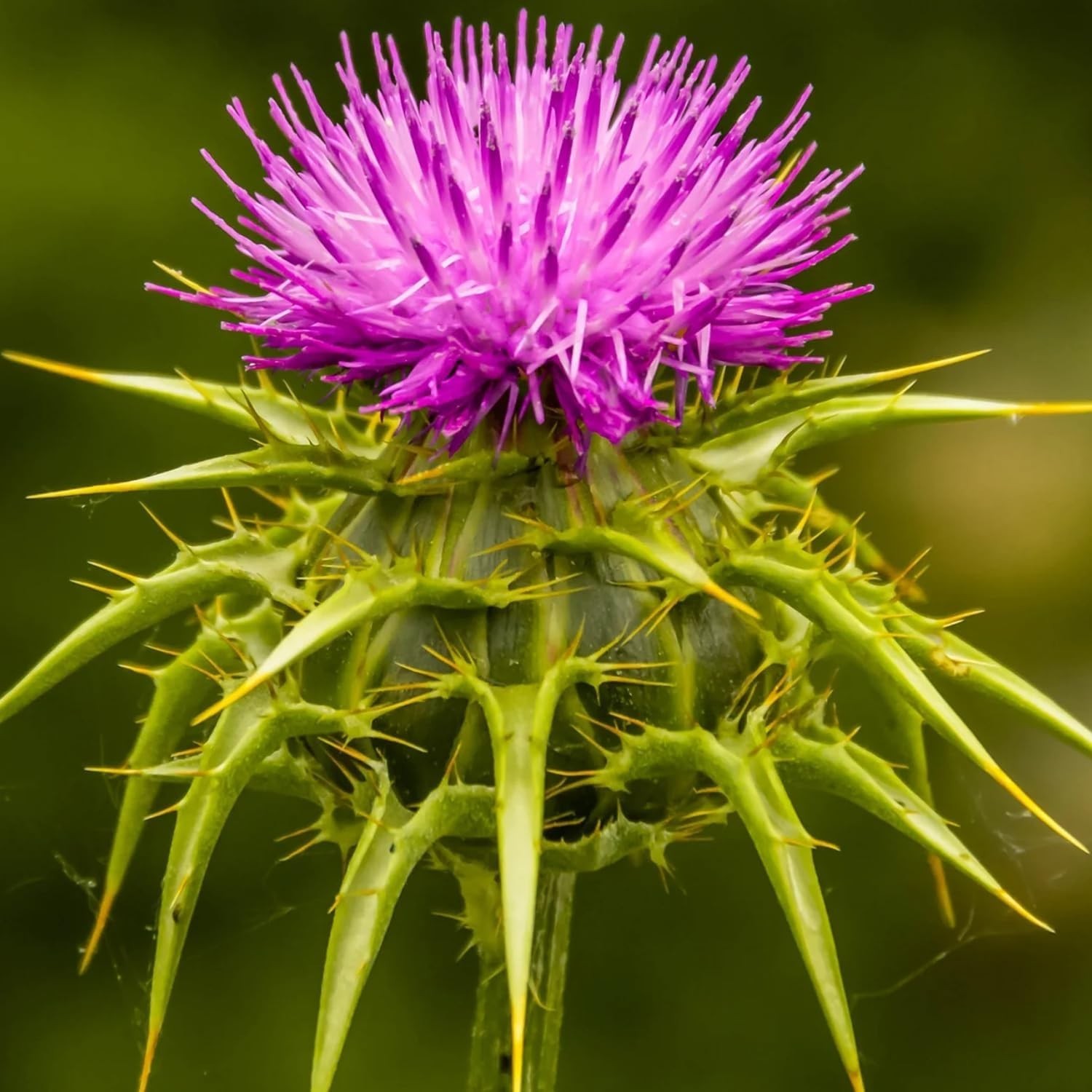 Eco-Friendly Milk Thistle Herb Seeds – 300 Seeds for Pollinator-Friendly Gardens