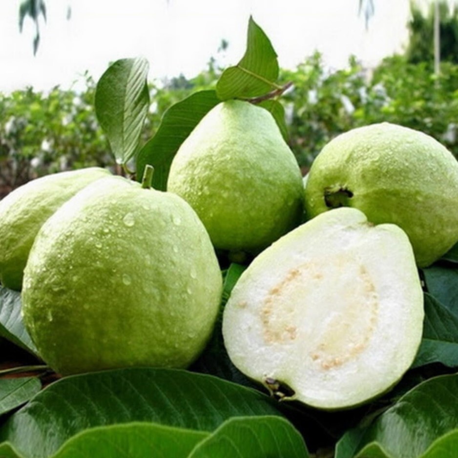 Set 2 White Guava Live Starter Trees – 6-10in Tall – 4in Pot – Guava Fruit