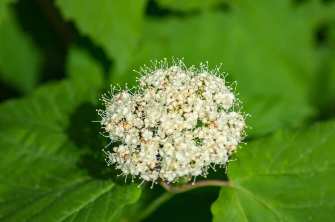 Chicago Lustre Viburnum Shrub – Live Plant in 2.5-Inch Pot (10–18″ Tall)