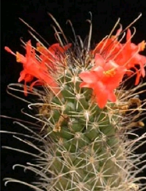 Mammillaria Poselgeri EXOTIC rare Cactus From BAJA MEXICO! Ships In A 4″ Pot!