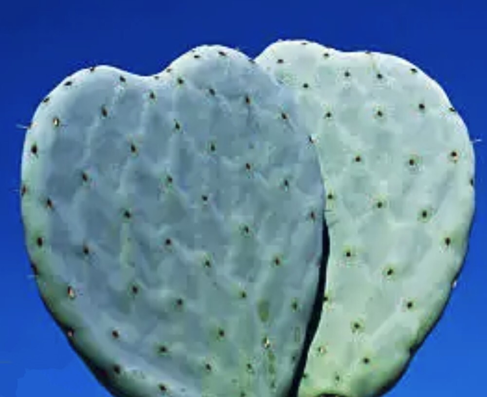 Rare Heart Shaped Prickly Pear Cactus pads. 🌵 ❤ A unique Valentines gift 🎁 ❤