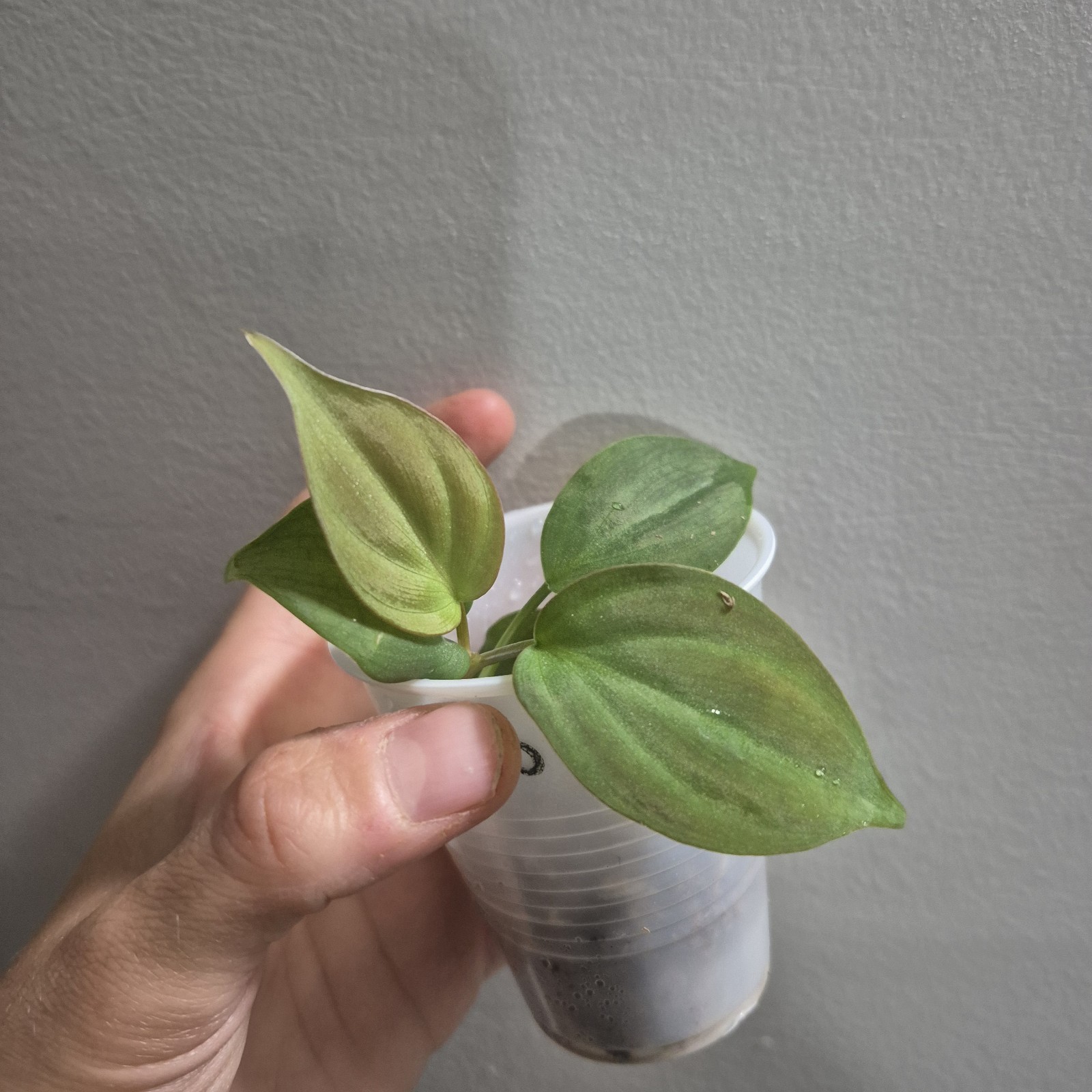 Philodendron Camposportoanum – Rooted Plant – Rare Plant 2.5 Inch