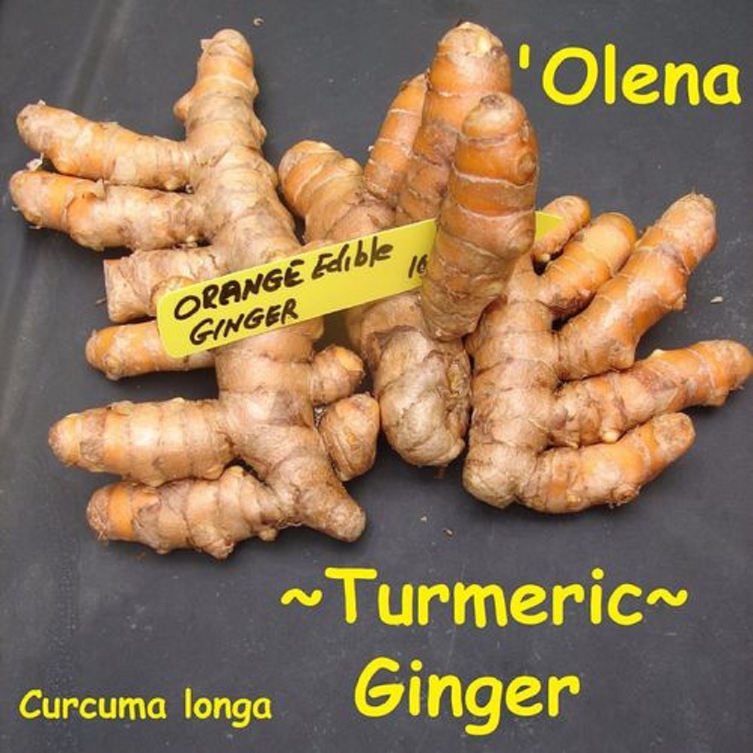 10PC SPICE TUMERIC ROOTS FOR PLANT CURCUMA LONGA ARTHRITIS PAIN MAKE TEA COOKING