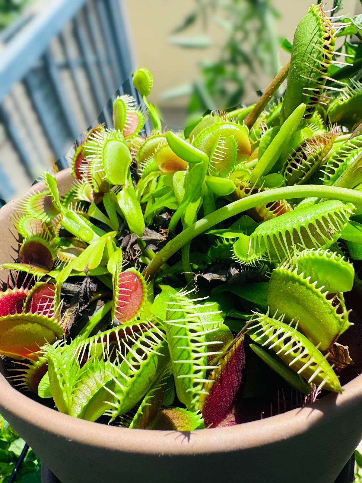 Venus Flytrap Seeds – Carnivorous Plant 15 Seeds