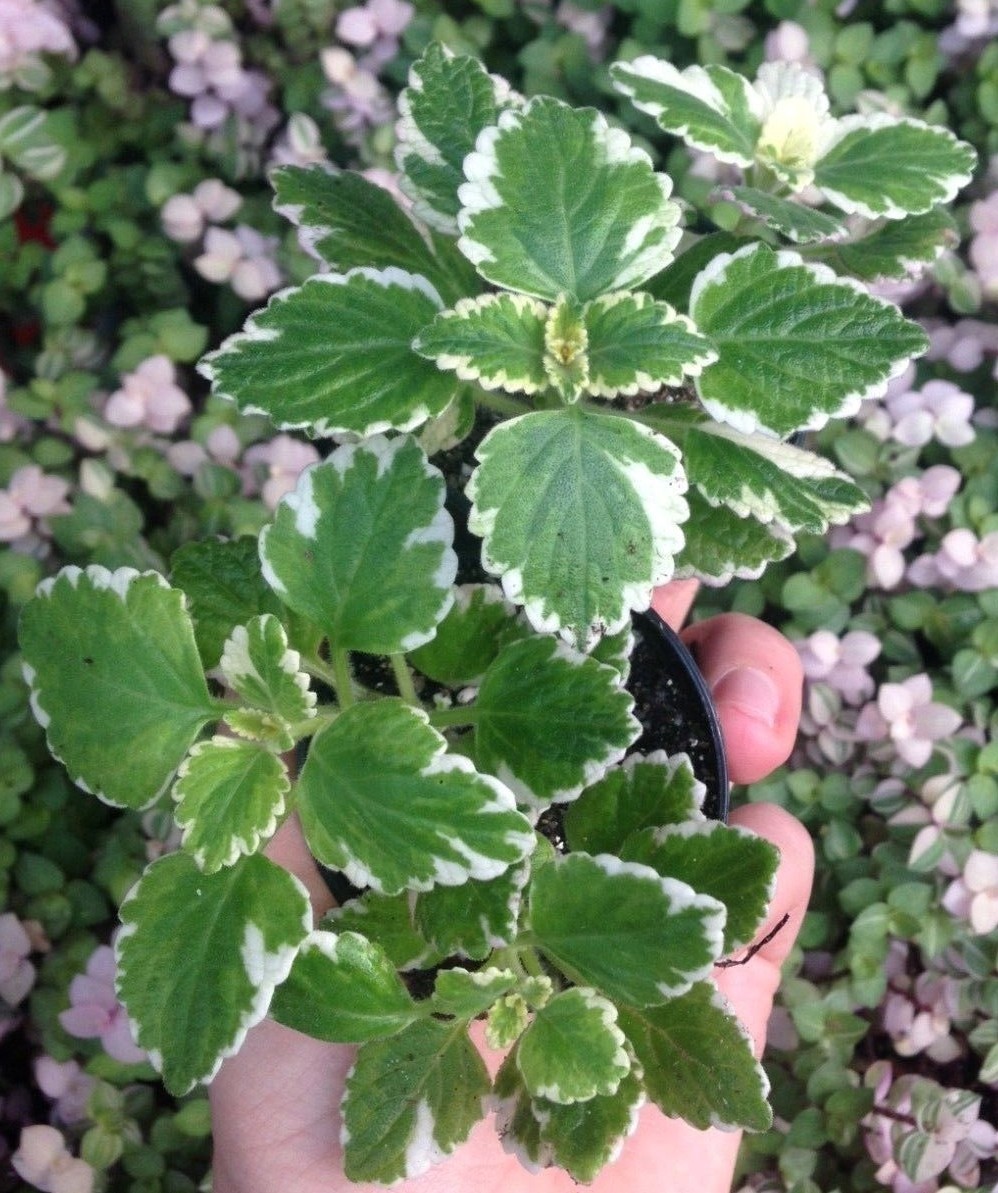 VARIEGATED SWEDISH IVY (PLECTRANTHUS COLEOIDES MARGINATUS) 2 1/4 INCH POT