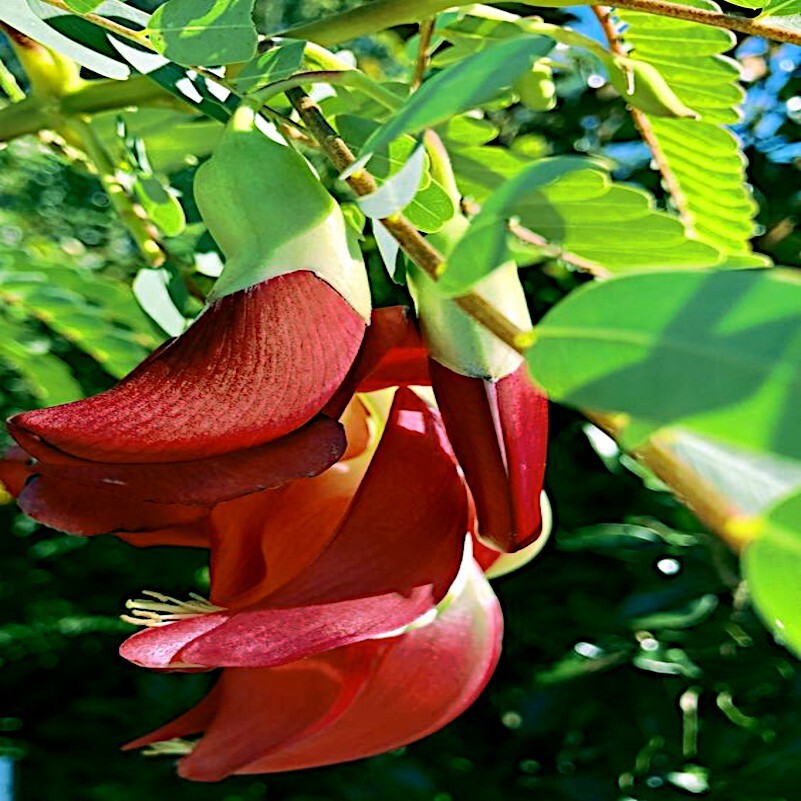 20 Hummingbird Tree Seeds (Sesbania grandiflora) “Agati” Flower Plant Fast RARE