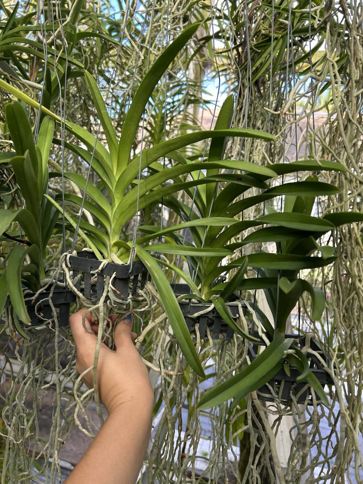 Vanda Suwannaphum Crimson , Blooming Size Red Orchid