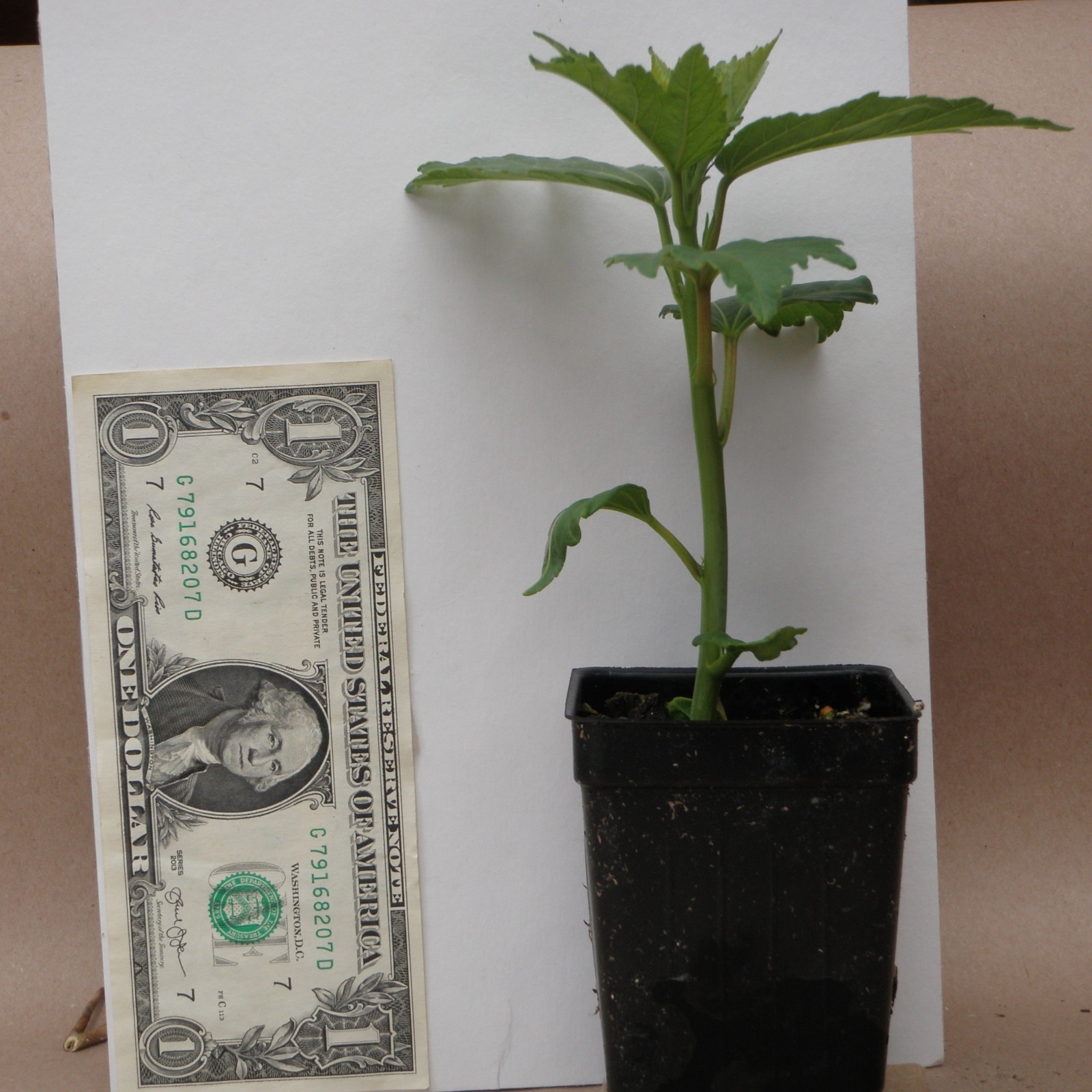 bush hibiscus CHERRY CHOCO LATTE hardy perennial 2.5″ pot = 1 Live Potted Plant
