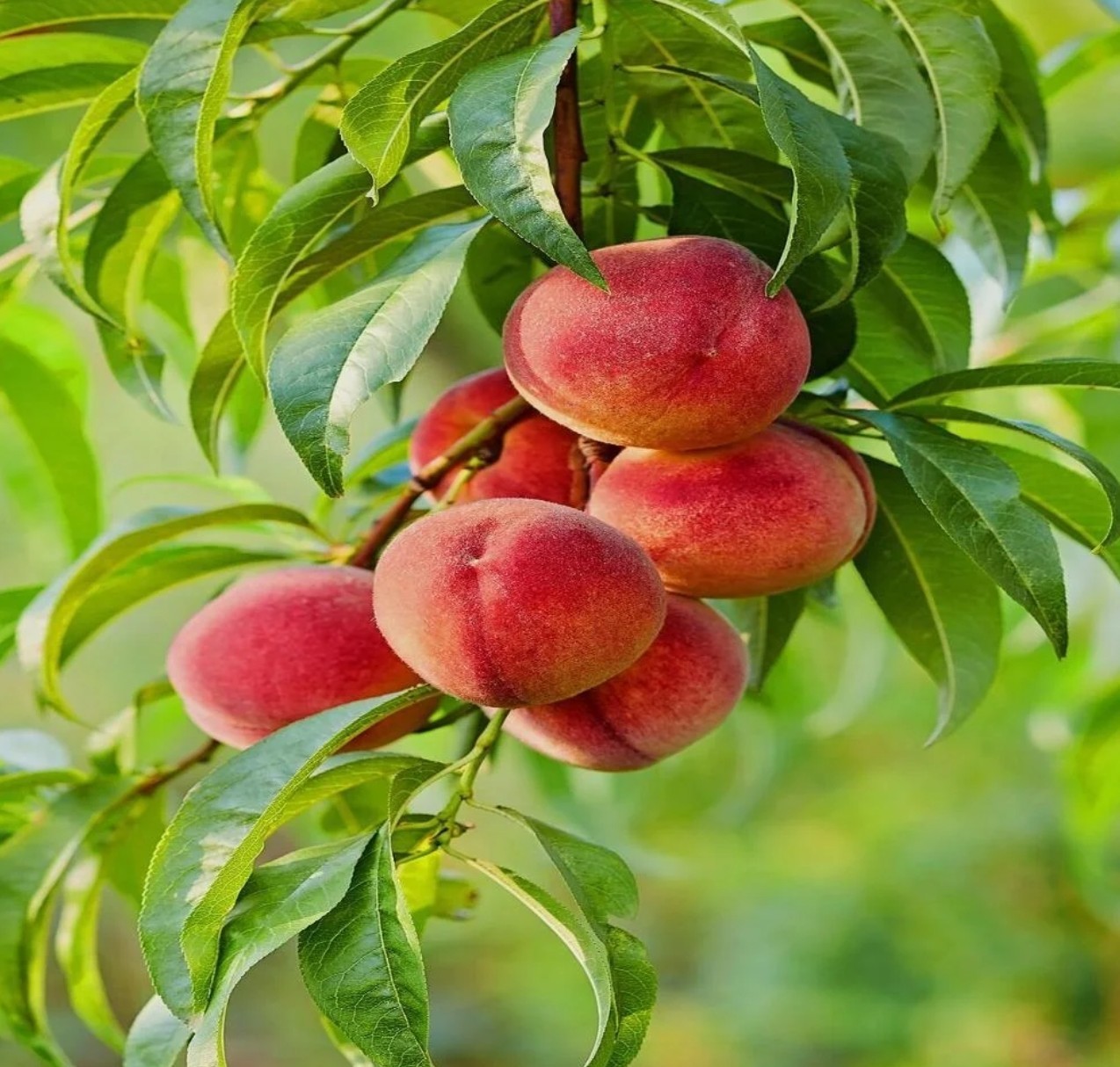 Red Haven Peach Tree 2-3ft Outdoor Prunus Persica Redhaven Fruit Garden Tree