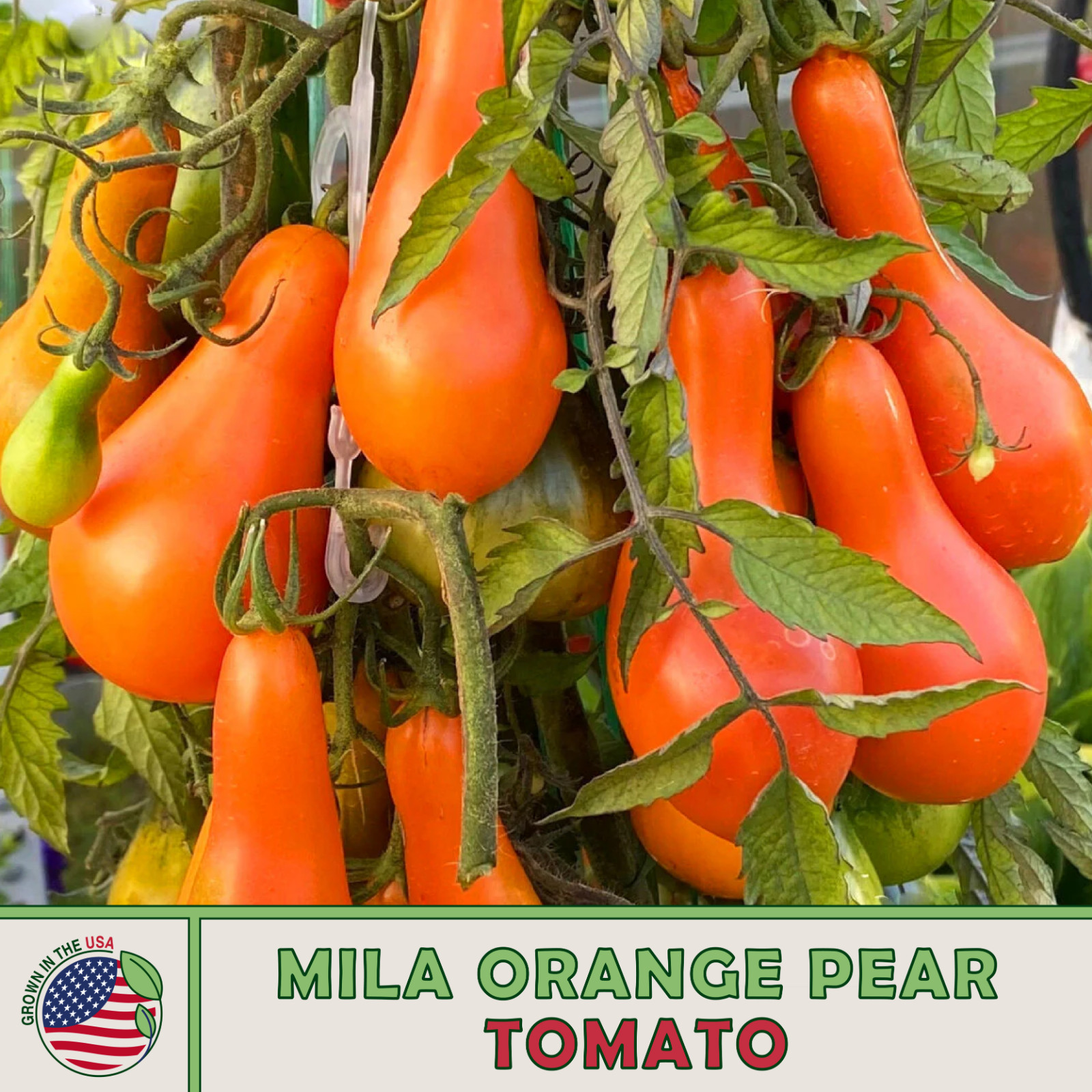 Rare Mila Orange Pear Tomato Seeds (10) Long Neck Heirloom High Yield Non-GMO