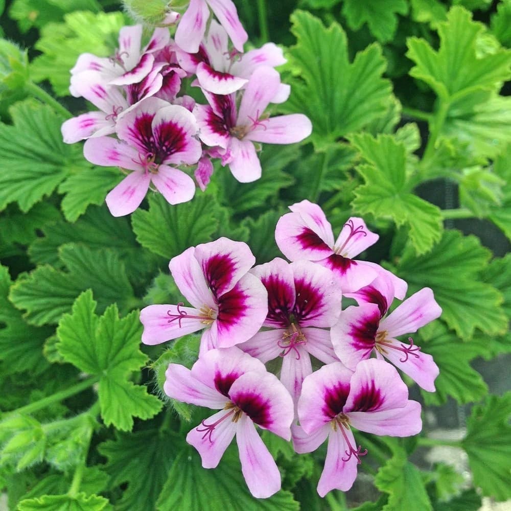 1800+ Citronella Plant Seeds for Planting – Non-GMO Mosquito Plant Seeds – Home