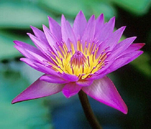 10 PURPLE WATER LILY Pad Nymphaea Sp Pond Lotus Flower Seeds *Combined Shipping