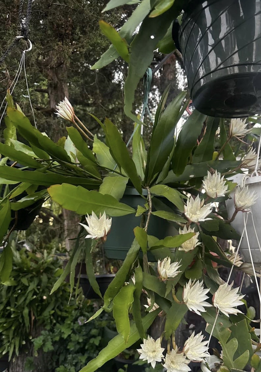 Epiphyllum Oxypetalum (Queen of the Night Orchid Cactus) Well-rooted Live Plant