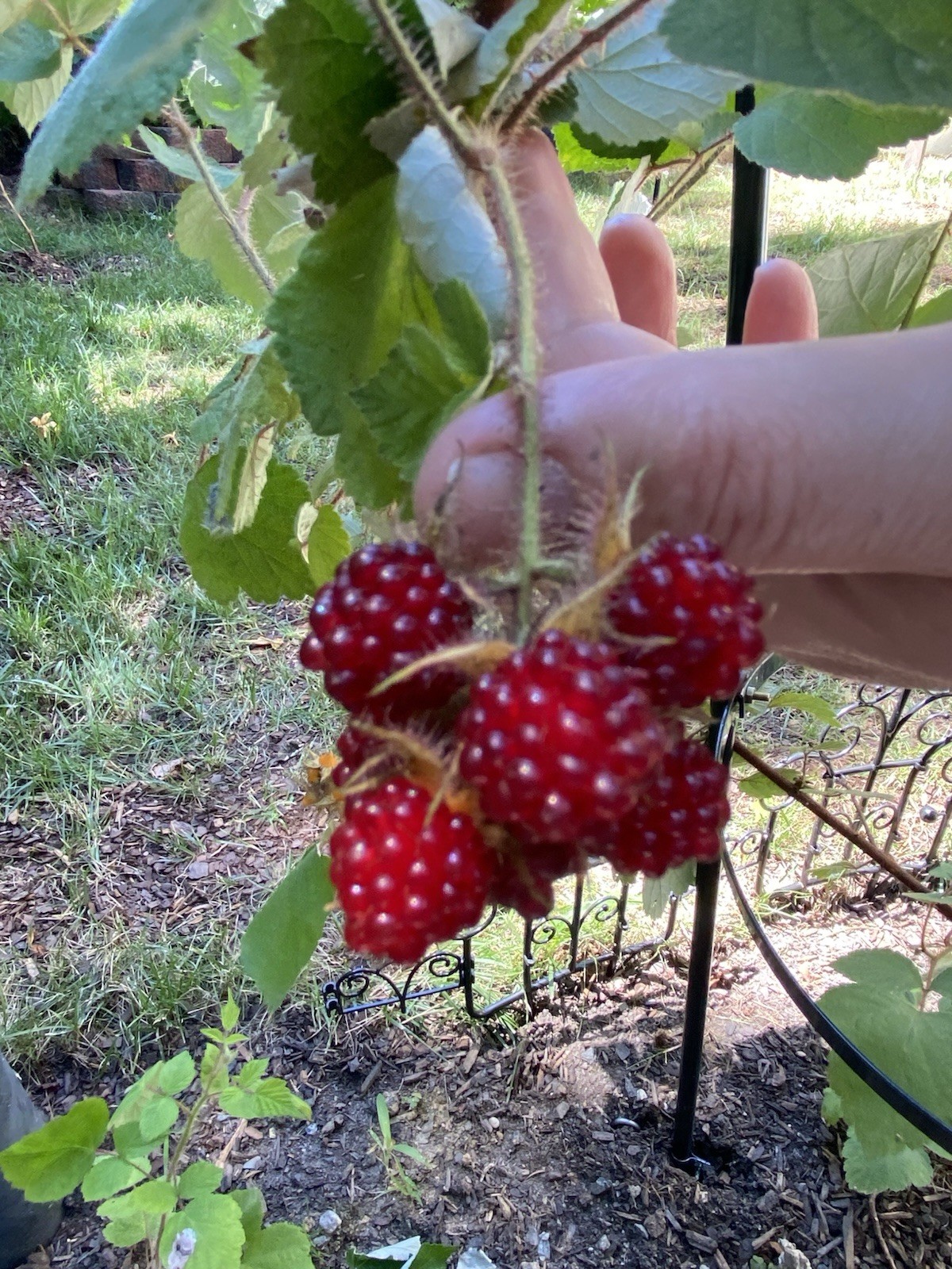 Raspberry Plant In 4” Pot