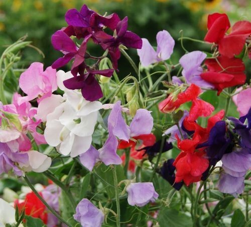 20+BIJOU Sweet Pea Mix Seeds Dwarf Sweet Pea Royal Mix Wildflowers Heirloom USA