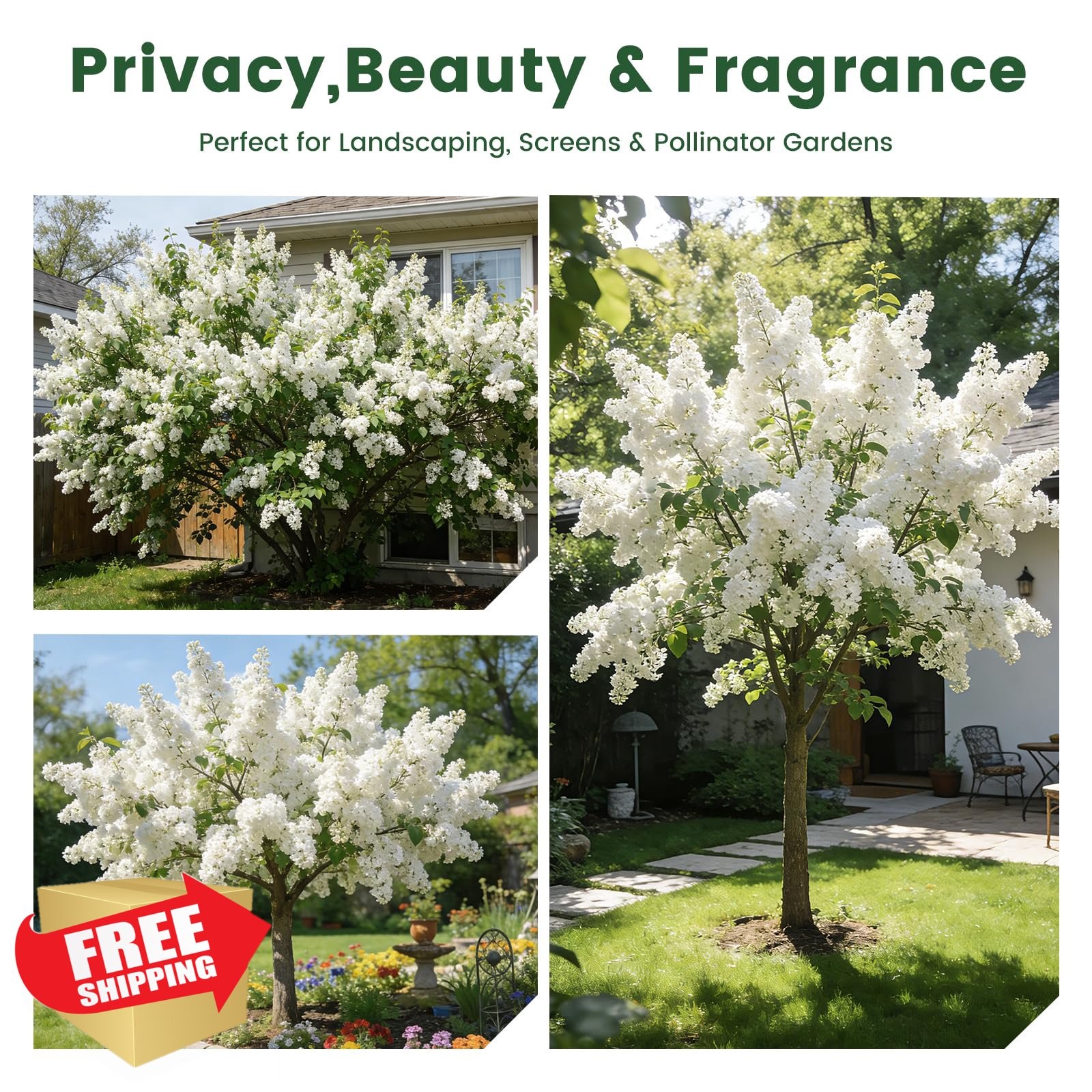 PLANTMEW White Japanese Lilac Tree Seeds 10g Fragrant
