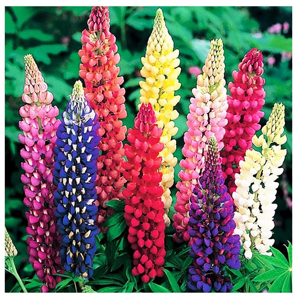 Russell Lupine Seeds Perennial – Grows 40″ Tall – Perennial Wildflowers for W…
