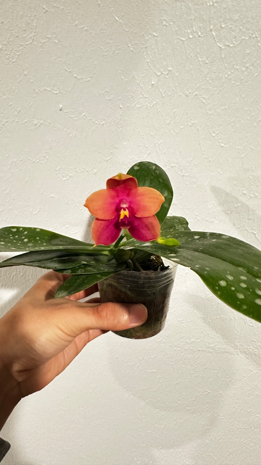 Phalaenopsis Yaphon Bear Sir ‘634’ [IN SPIKE]