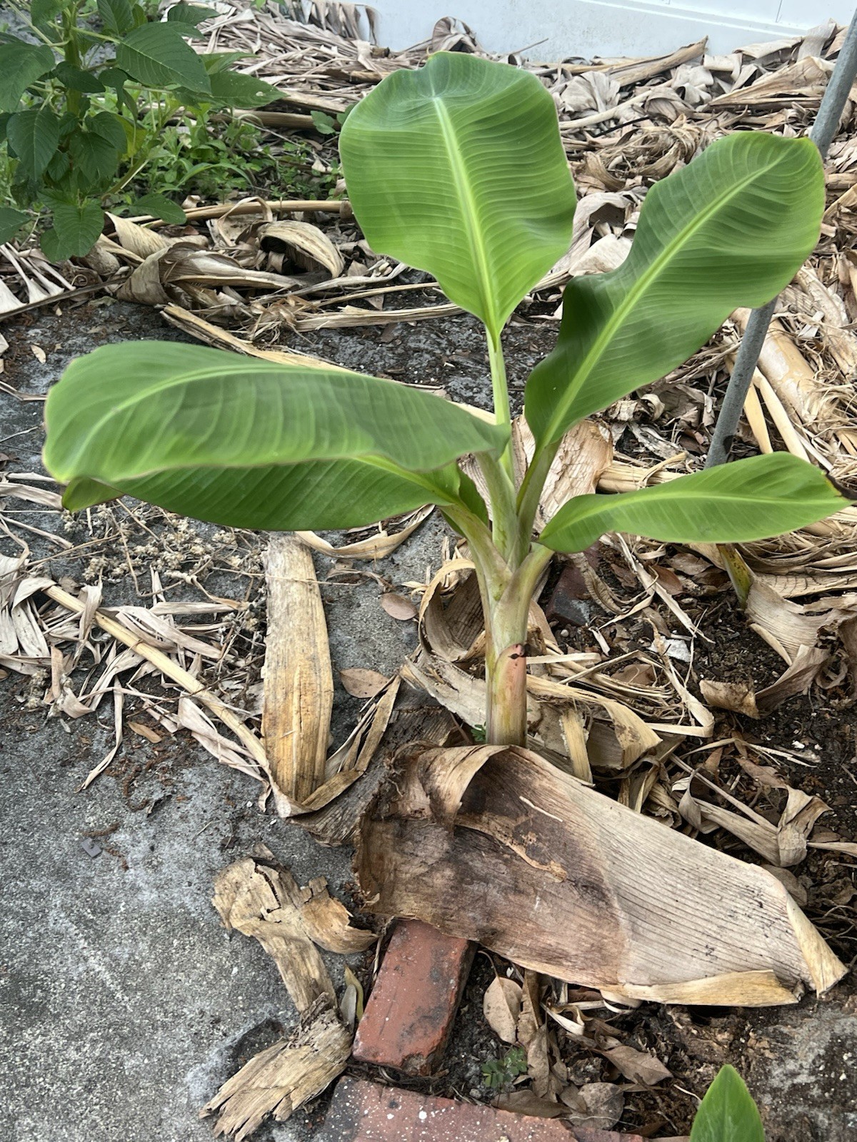 Burro Plantain Live Semilla Platano Tree 10in-18in With Corm Attached, Rootball