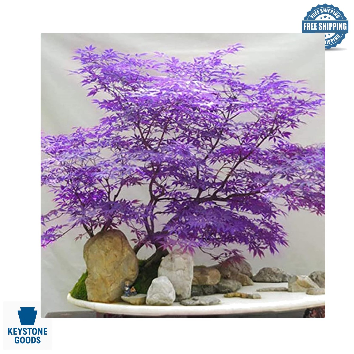 30+ Ghost Purple Maple Trees – Hardy, Heirloom, Non-GMO, Autumn Color