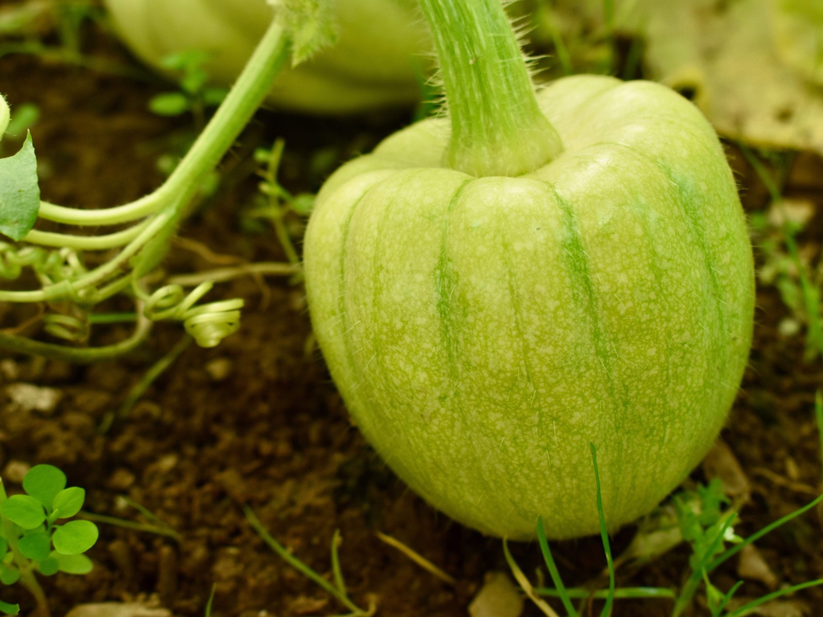 15 HEART Of GOLD Acorn SQUASH Winter Cucurbita Pepo Vegetable Seeds
