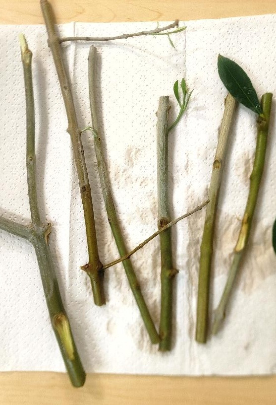 Live Organic Olives Tree cuttings unrooted from our CALIF. FARM, Olive Tree Cut