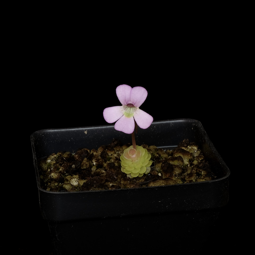 Pinguicula esseriana – 2.5″ tall pot – Carnivorous plant