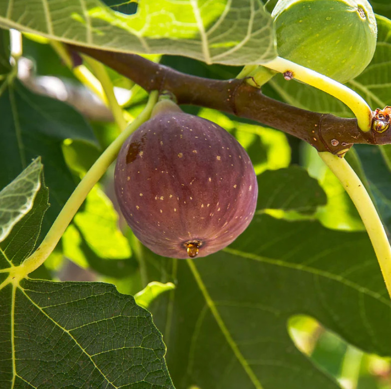 Set of 4 Live Fignomenal Fig Plants – 4–6” Tall – No Pot – Edible Fruit Plant