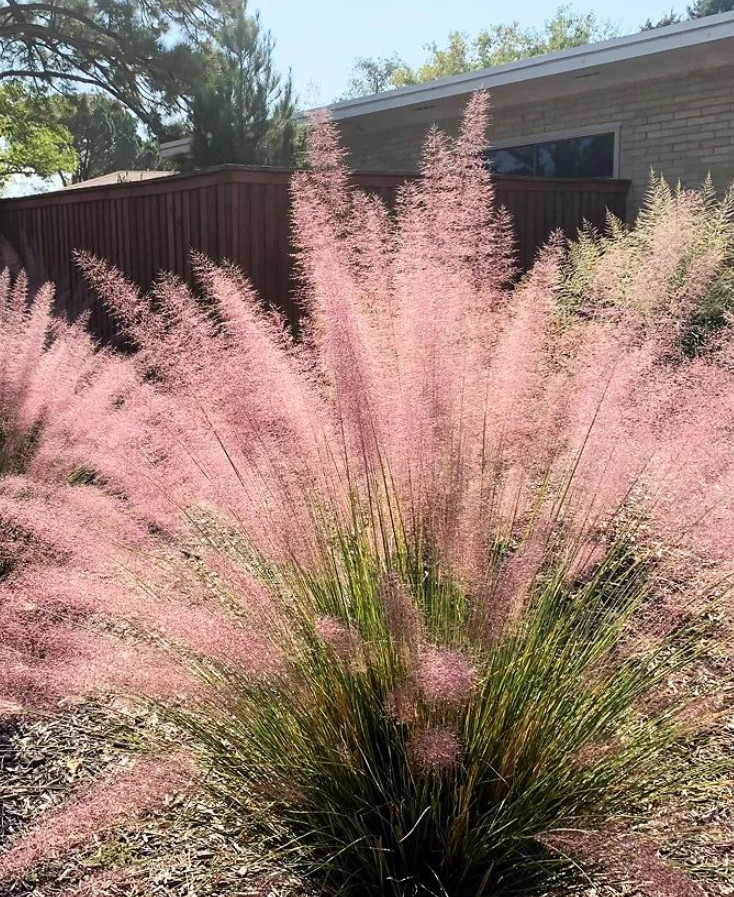 Pink Gulf Muhly Grass Live Plant – 1 Gallon Pot – Fully Rooted Ornamental Grass