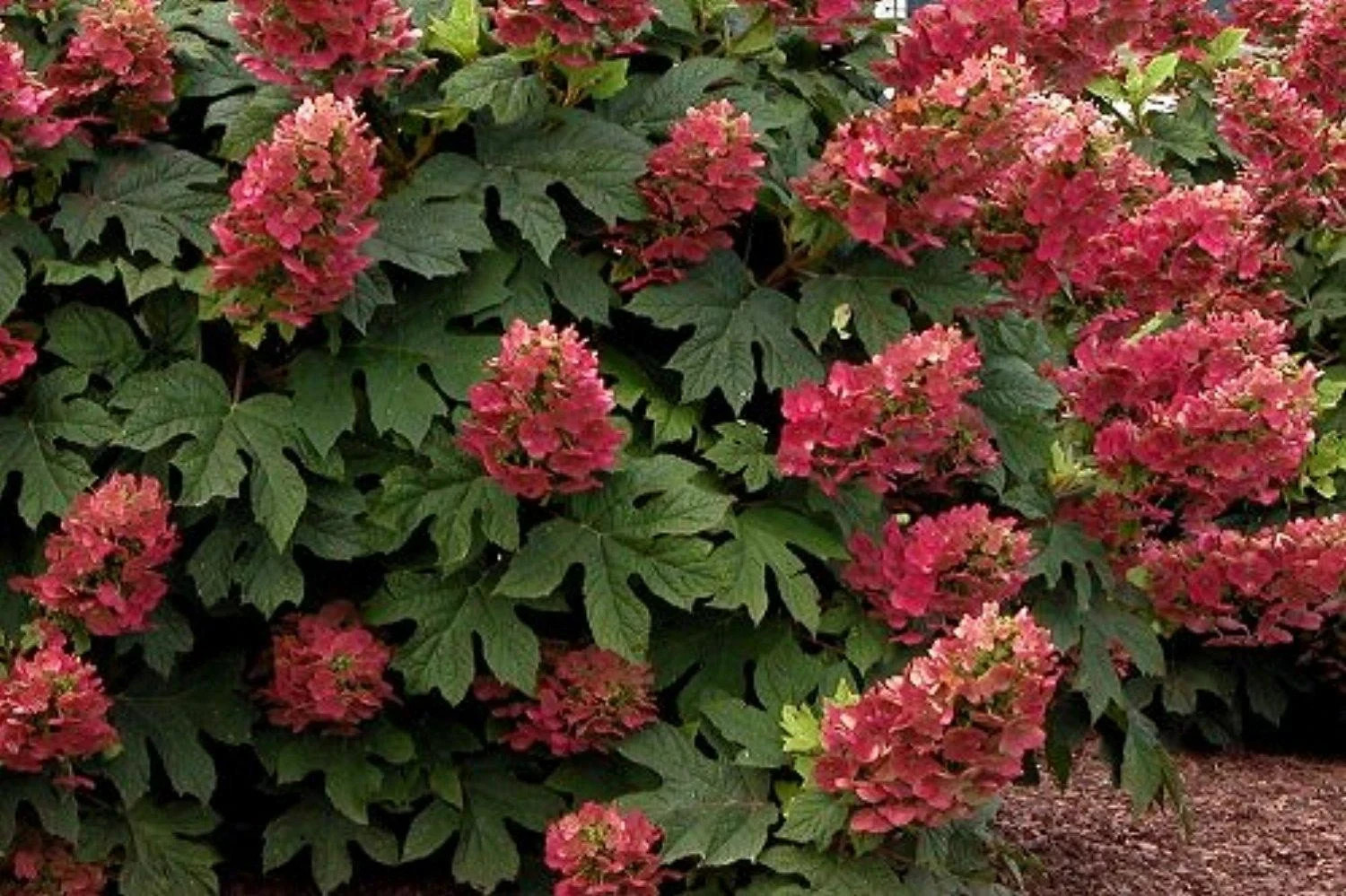 RUBY SLIPPER Hydrangea 4′ pot