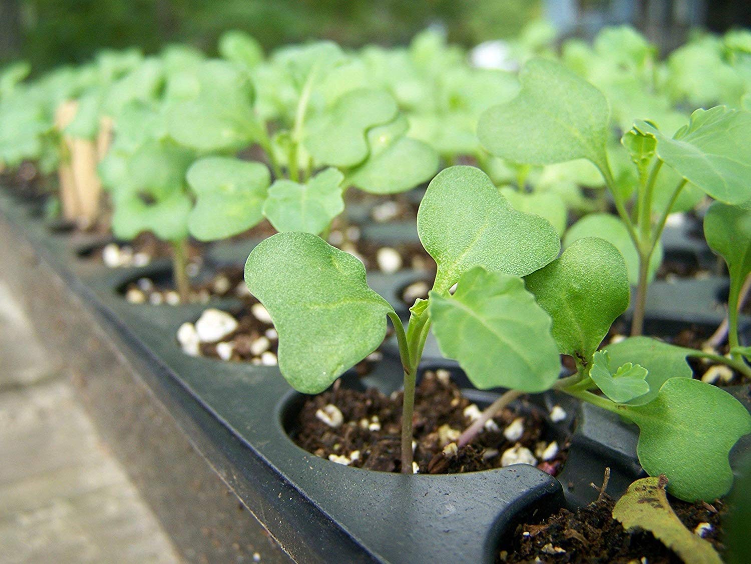Food To Live Organic Broccoli Seeds For Sprouting 4 Pounds Non-Gmo Vegan Kosher