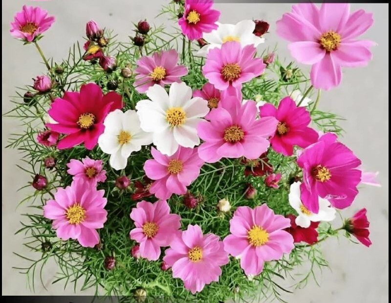 100+Dwarf Cosmos Seeds Mix Mexican Aster Colorful Garden Cosmos Flowers USA